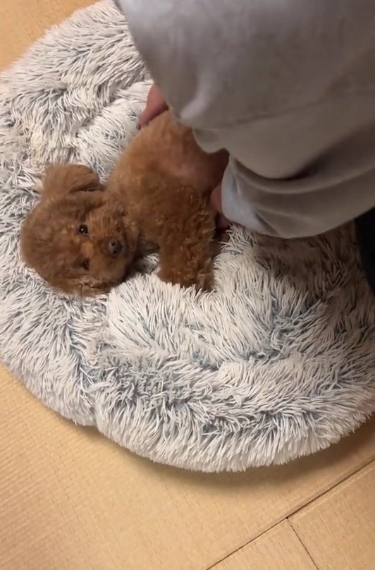 提供：Leo トイプードルさん