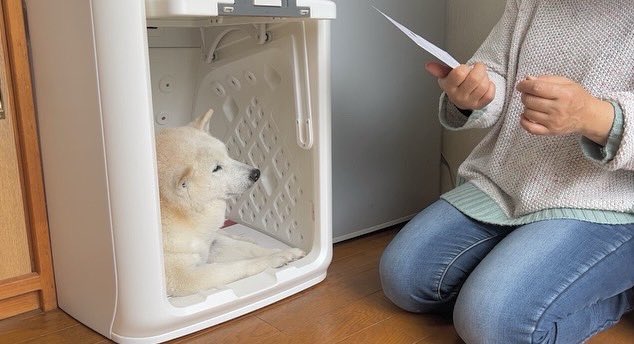 提供：しばわんこ生活さん