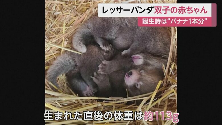 生まれた直後は約113グラム