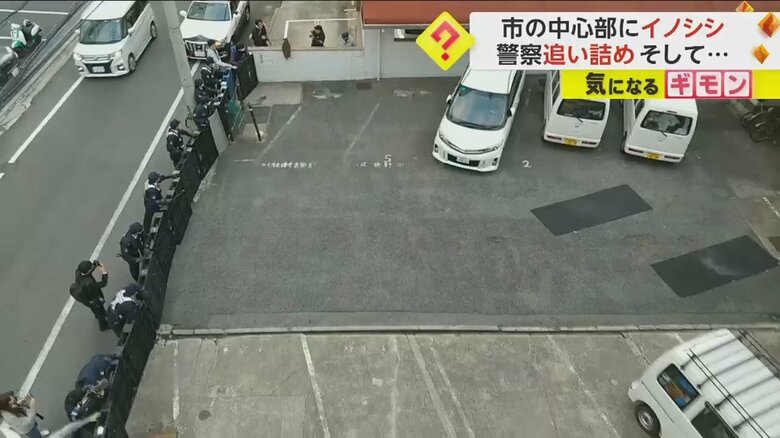 追い詰められたイノシシが壁をジャンプで飛び越え逃走する瞬間⑤