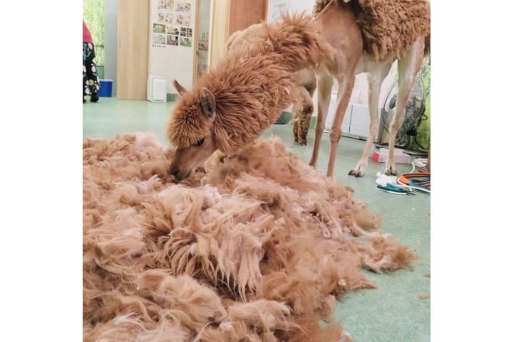 カットした毛はこんなにドッサリ