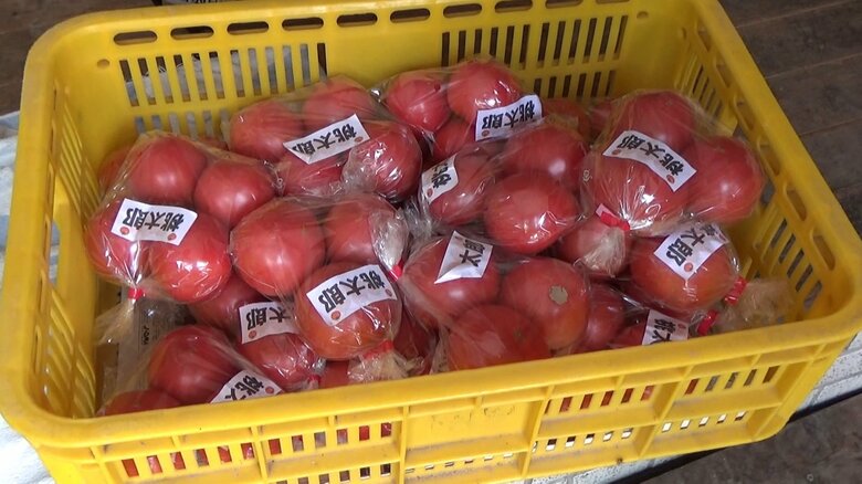 シールが貼られ、梱包されたトマト