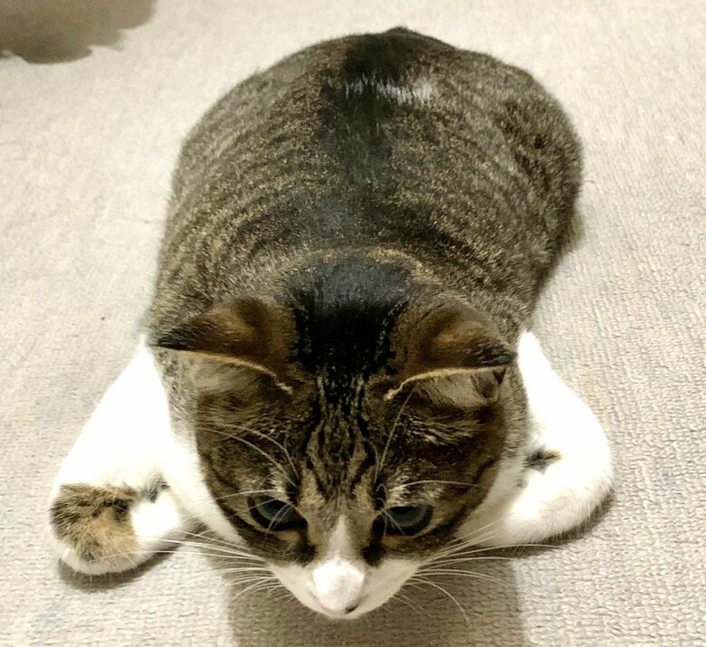 斜め上から見たクロエちゃんの香箱座り