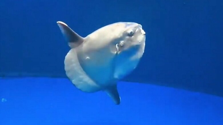 泳ぐマンボウ（提供：サンシャイン水族館）