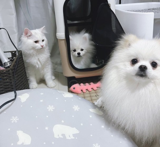 左は同居猫の「ごましお」くん