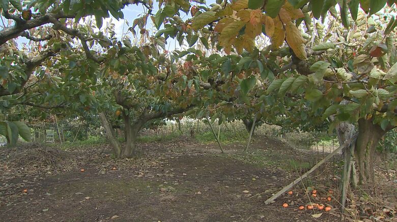 被害に遭った柿畑