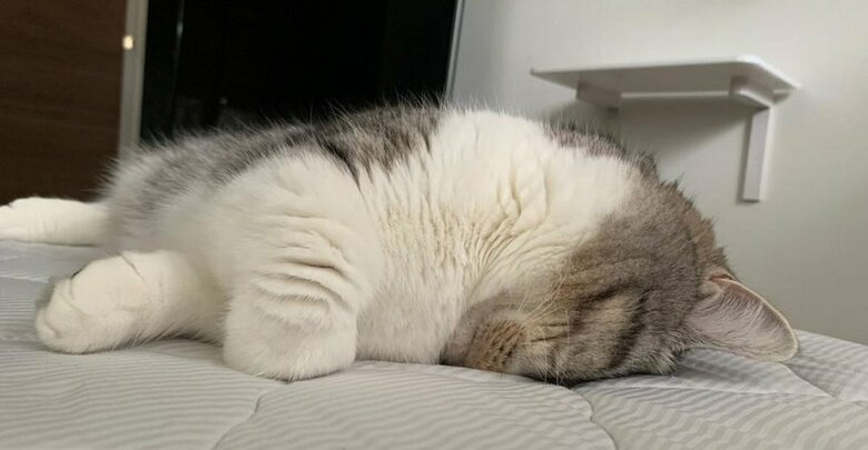 今までの寝姿　手足を投げ出して顔を伏せている