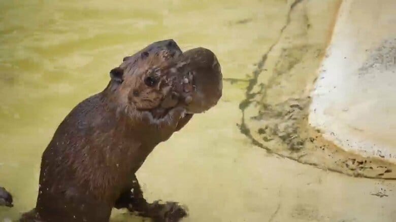 画像提供：甲府市遊亀公園附属動物園