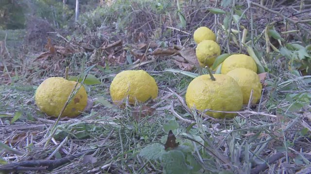 出荷制限・風評被害　苦境に立たされる農家を目の当たりに