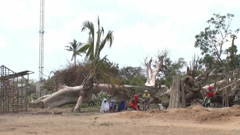 バオバブの大木が倒れ、家が破壊されてしまった