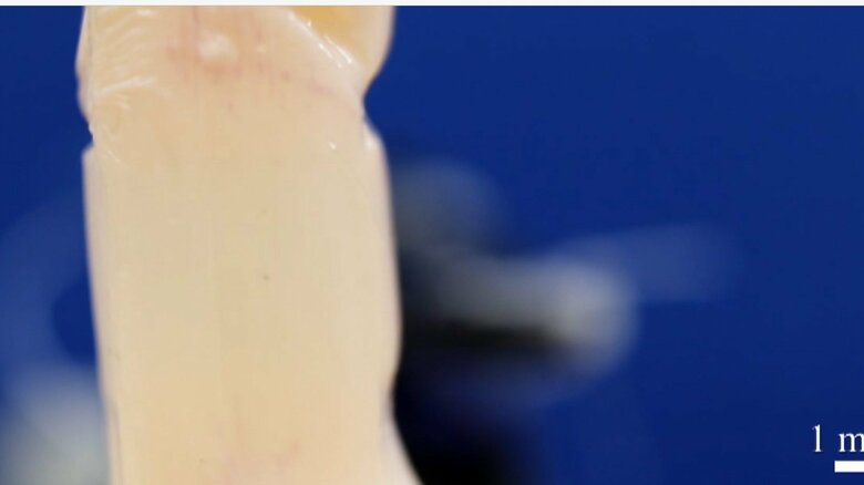 ”生きた皮膚”には「皺（しわ）」も確認できる（提供:東京大学）