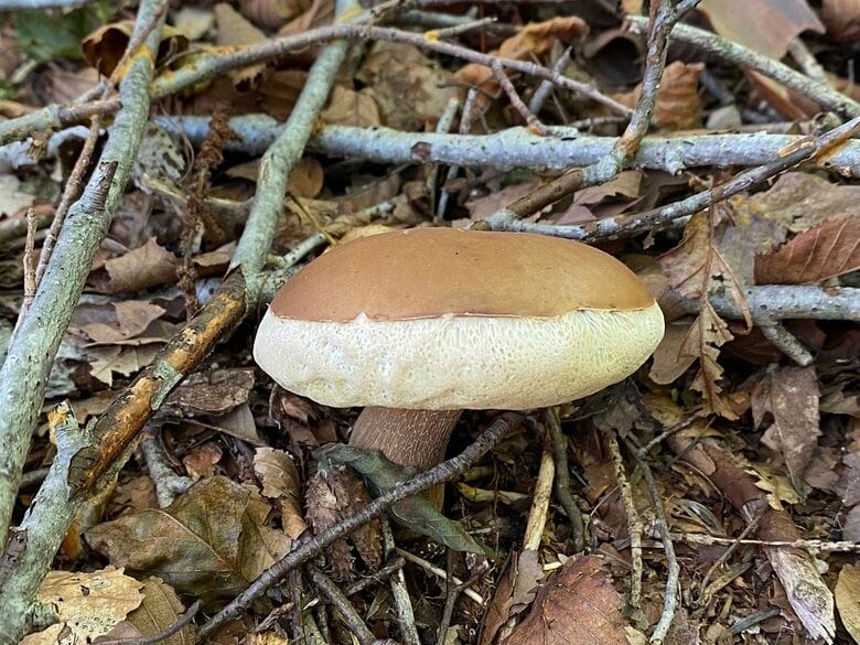 横から見ると地面から生える柄がしっかり見える
