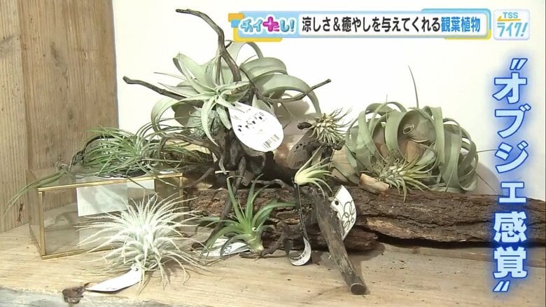 土に植える必要がないエアプランツ