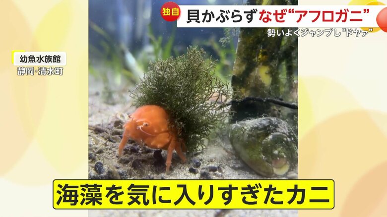 貝ではなく海藻を気に入りすぎたカニ