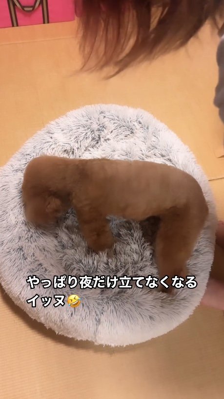 提供：Leo トイプードルさん