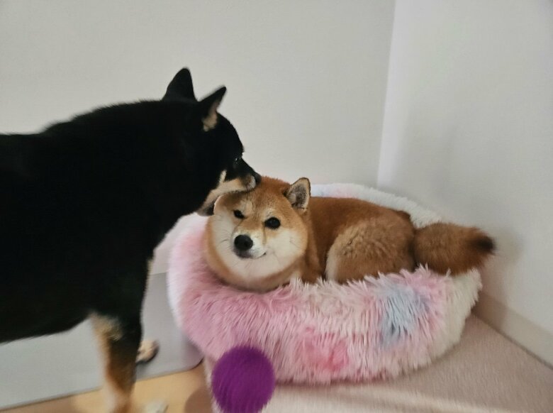 あずきちゃんがまったりしているとくろまめくんがガブリ（提供：kuroazu_beansさん）