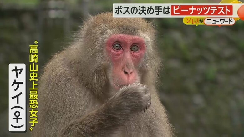 2021年にメスで初めてのボスとなった高崎山史上“最恐”女子「ヤケイ」