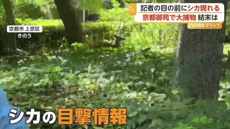 相次いだシカの目撃情報（25日朝7時頃、京都市・上京区）