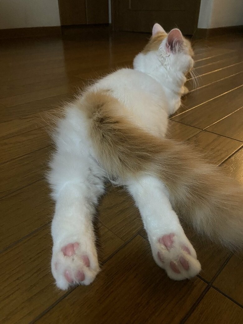 この美脚が筋膜ローラーから出ていた