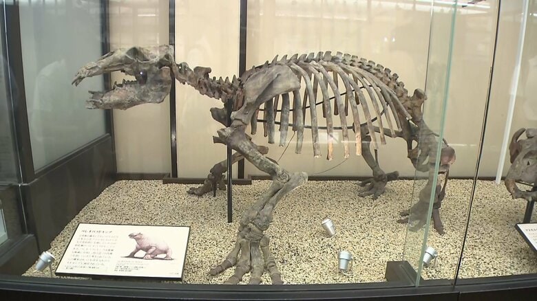 国立科学博物館には化石のほかロケットなど科学技術に関する展示も多い