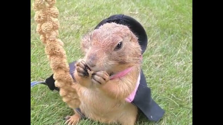 おやつの粟の穂を食べる