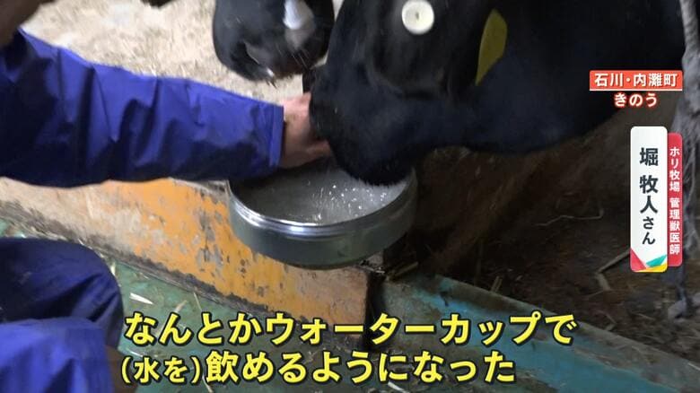 ウォーターカップから水を飲む牛