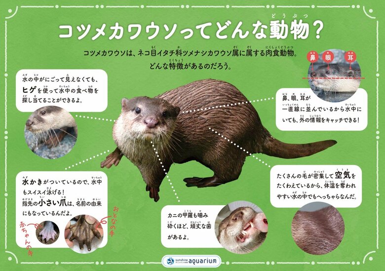 コツメカワウソの特徴（提供：サンシャイン水族館）