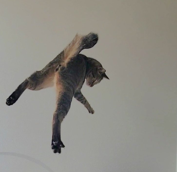 提供：しぴこめさん