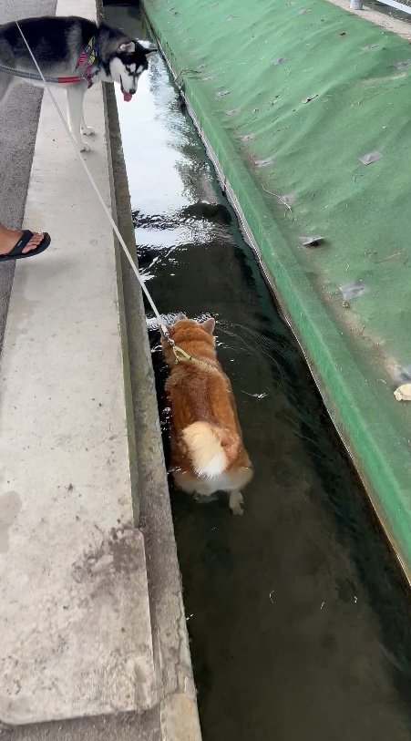 提供：柴リアンハスキーもちごめ兄弟さん