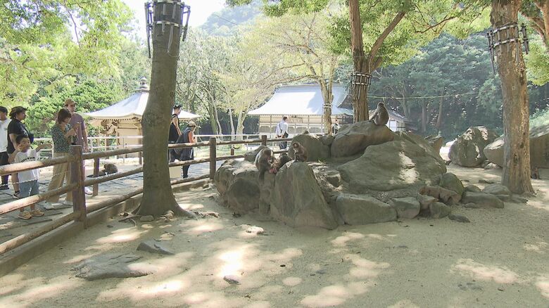高崎山自然動物園
