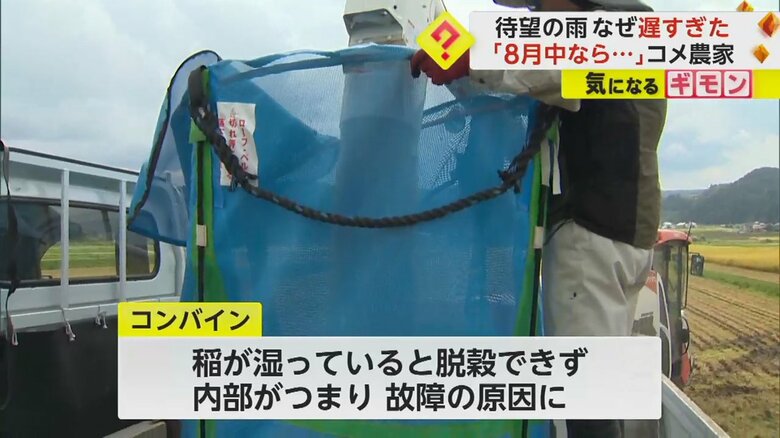 稲が湿ると、コンバインの故障の原因となるという
