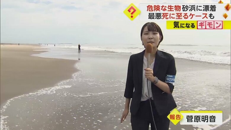 危険生物が打ち上がった、宮城県名取市の海岸