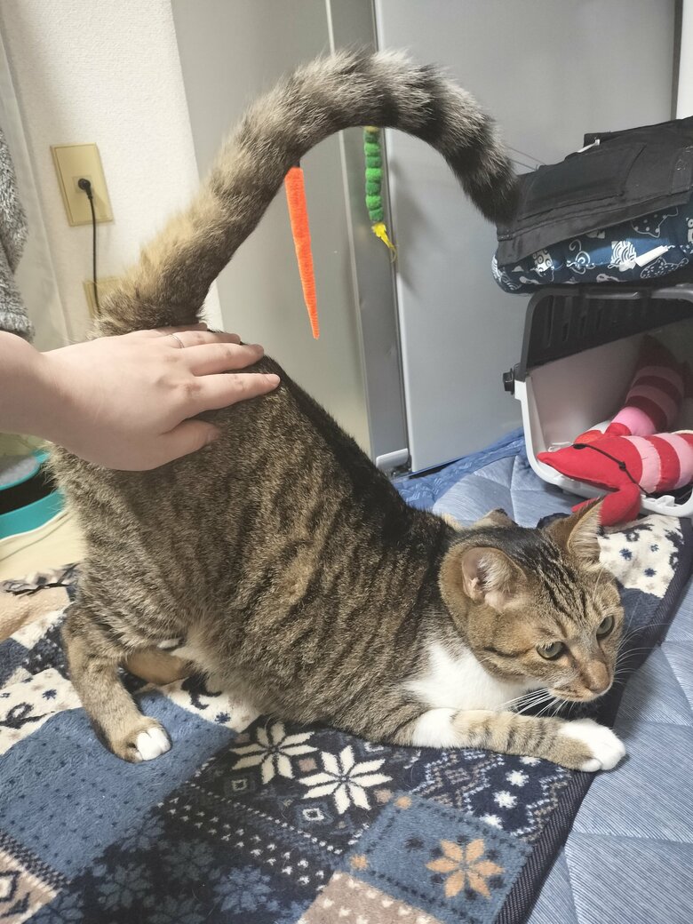 お尻トントンをやってもらっている（提供：猫のテトさん）
