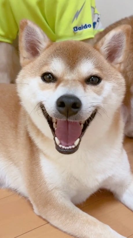 提供：ムックパパさん