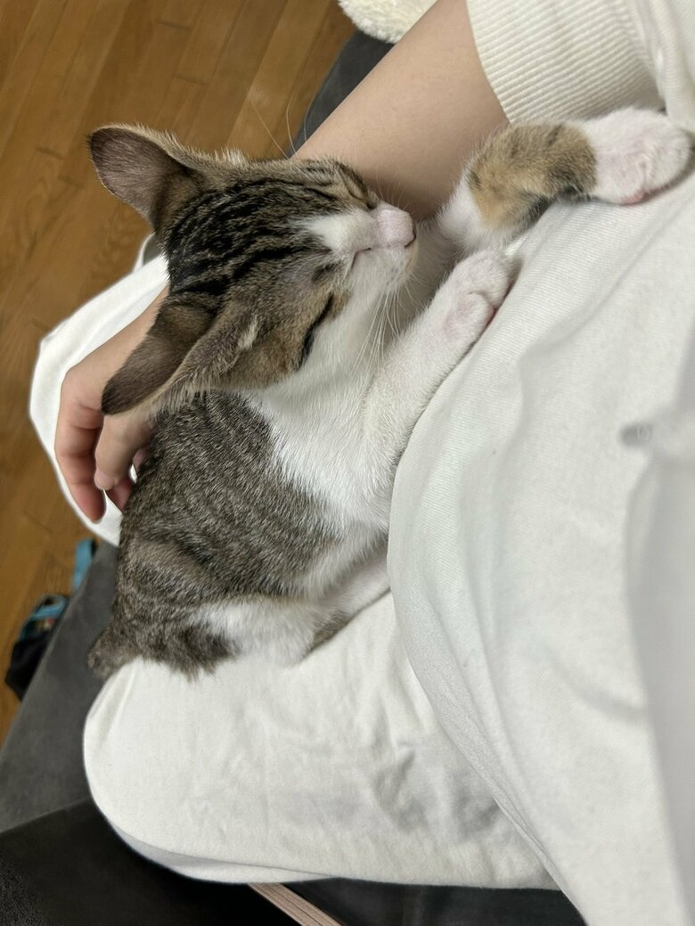 妊娠中の母親のおなかに寄り添うベンツちゃん