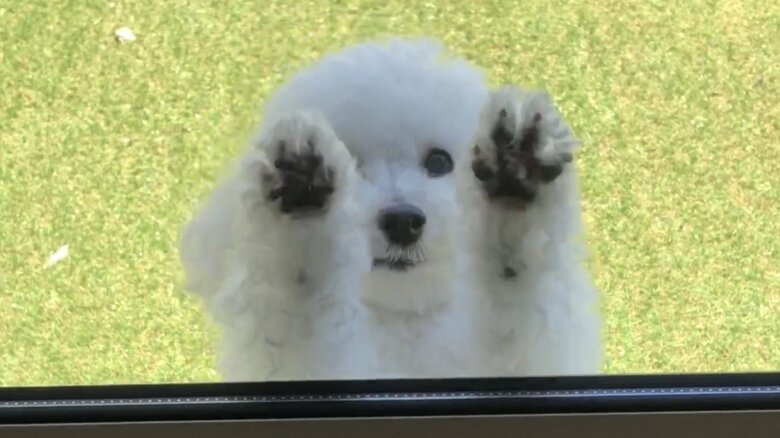 庭で遊んでいてもパパが気になる（提供：もんたろうだじょさん）