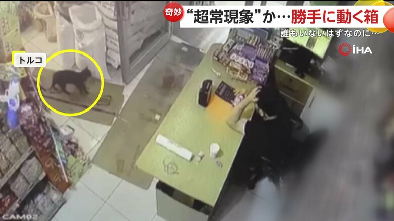 箱に近寄ると、よいしょと押し出していたネコ