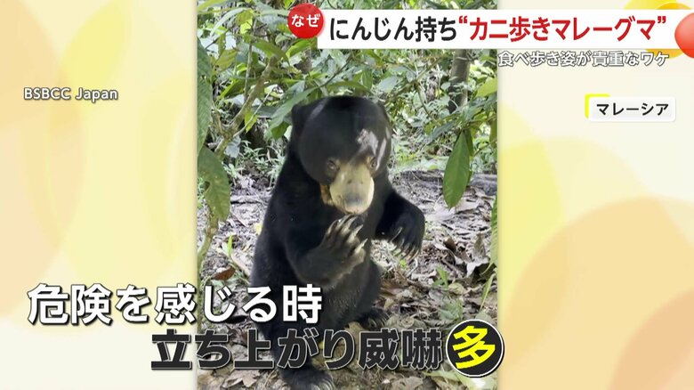 立ち上がるのは危険を感じて威嚇するときが多いというマレーグマ