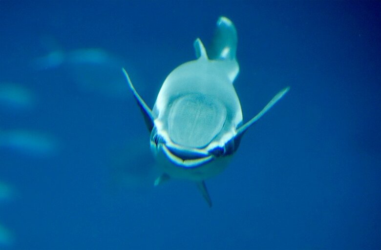 正面から見たコバンザメ（提供：大阪 海遊館）