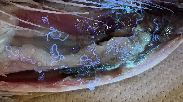 ブラックライトをあてると…　提供：宮崎大学医学部感染症学講座寄生虫学分野