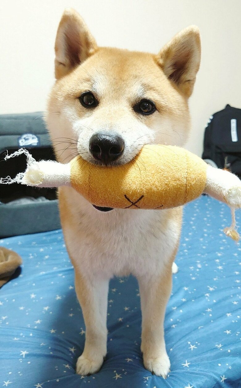 遊びのお誘い？