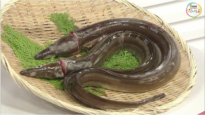 おいしい「ハモ」にはツヤがある