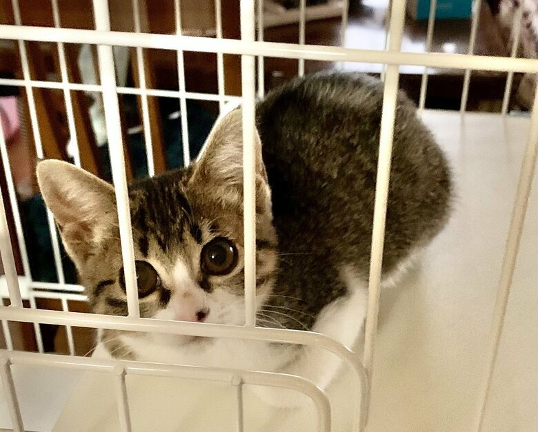 子猫時代　香箱座りの亜種になりかけ