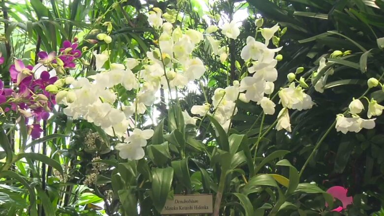 「マサコ・コウタイシ・ヒデンカ」