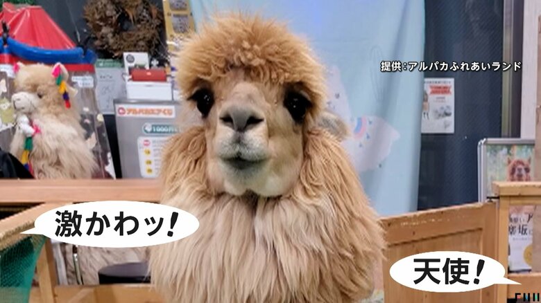 「激かわッ！」「天使！」と話題になっているアルパカ