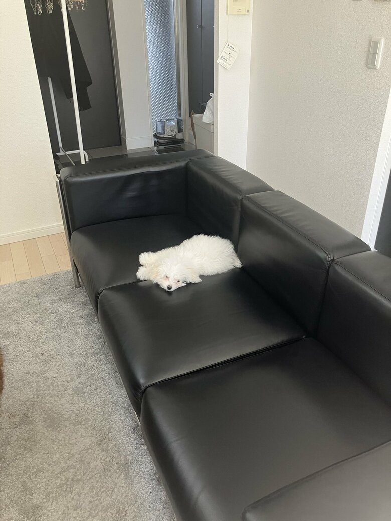 提供：白く、柔らかな犬さん