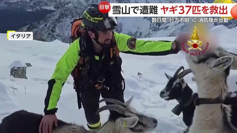 標高2500ｍの雪山で遭難したというヤギたち
