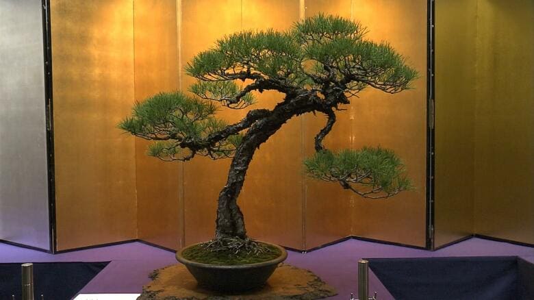 皇居で育てられた赤松の盆栽（樹齢120年）