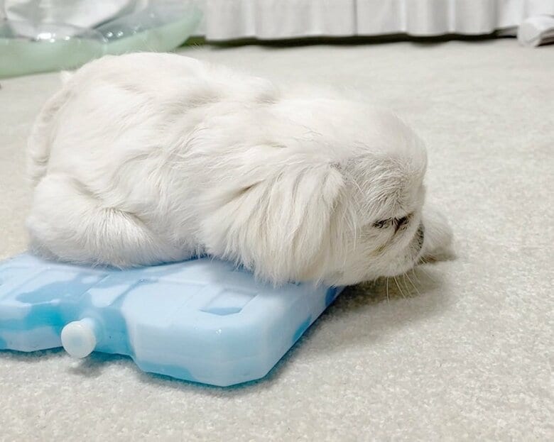 冷たさが気持ちよくて、そのままスヤスヤ