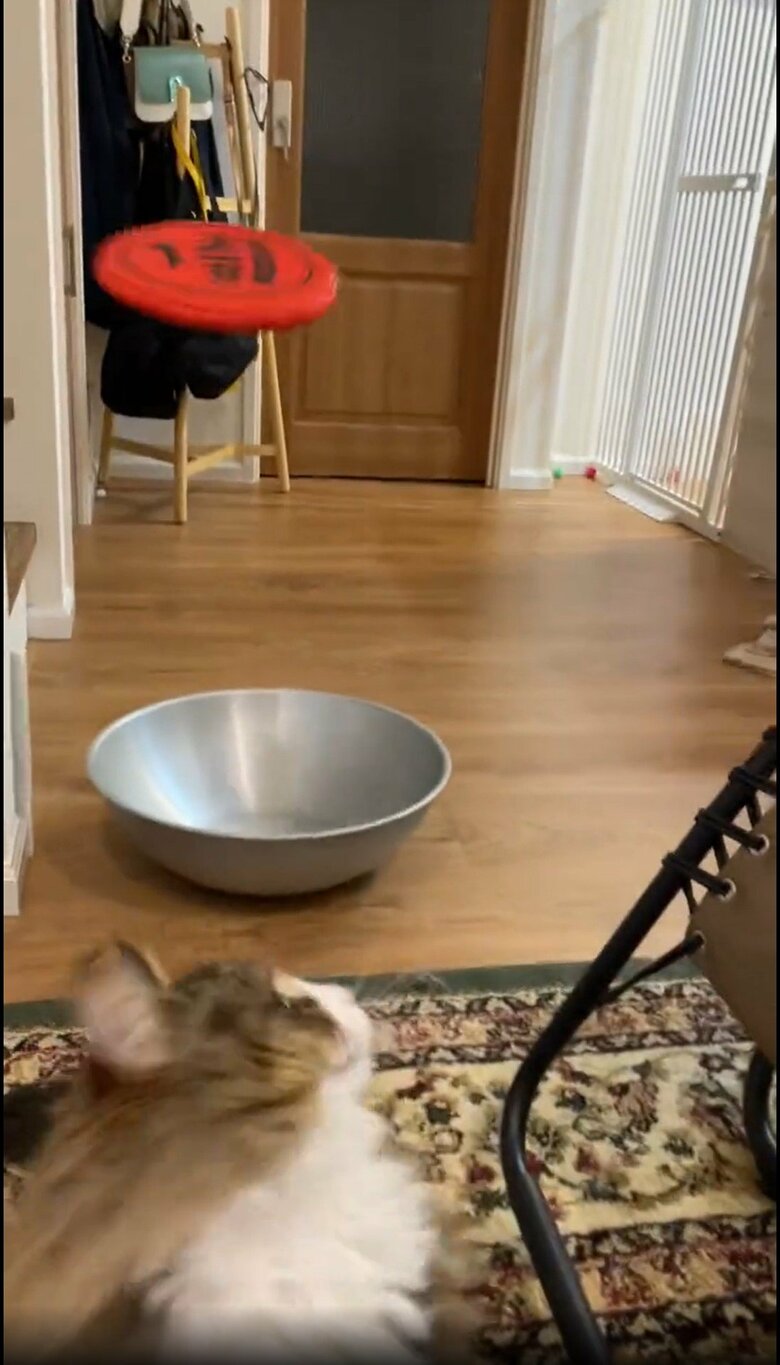 提供：しろあん でっかい北欧猫さん